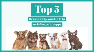 Top 5 reasons you need to socialize your puppy! #puppy #dogtraining #dog