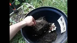the truth about strawberry root systems