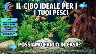 IL CIBO IDEALE PER I PESCI D'ACQUARIO, POSSIAMO FARLO IN CASA? - DIY ACQUARIUM FISH FOOD
