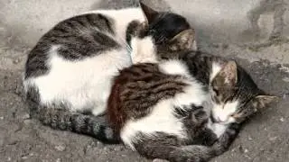 HOMMAGE AUX CHATS DES RUES QUI LUTTENT AU JOUR LE JOUR(TRIBUTE STREET CATS)