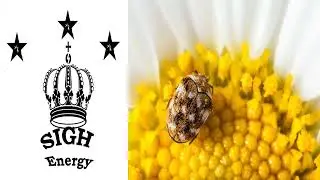 Carpet Beetles EXTREMELY POWERFUL!!! (Energetically Programmed)
