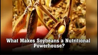 What Makes Soybeans a Nutritional Powerhouse?