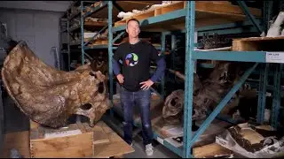 Dinosaurs! A Look at Triceratops, Pachycephalosaurus and Panoplosaurus