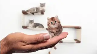 Top 9 Smallest Cats in the World