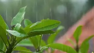 wander full caltures((🙏 Bhagyasri Vlog))