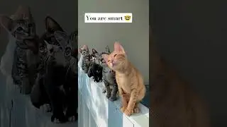 Ты мой друг 🩷 | Трогательная история о коте #cutecat #catshorts
