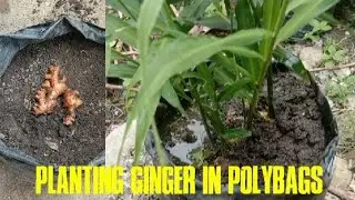 The Easiest Way to Grow red Ginger in Polybags