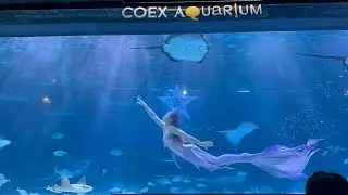 Mermaid show @sealifecoex South korea
