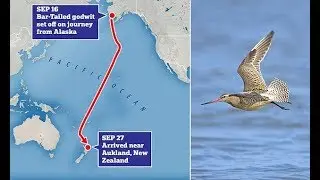 'Jet fighter' godwit breaks world record for non-stop bird flight