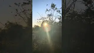 Nature walk with dog.