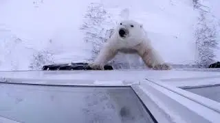 Tundra Buggy Lodge: A Day in the Life