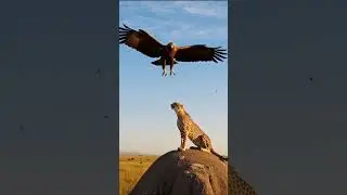 &ldquo;Giant Eagle Captures a Cheetah | Unreal Wild Encounter&rdquo;