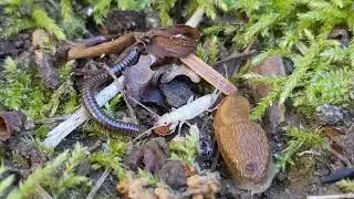 Adventures of the Albino Earwig