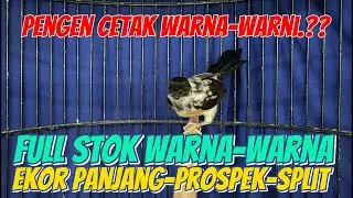 PENGEN CETAK WARNA-WARNI.??