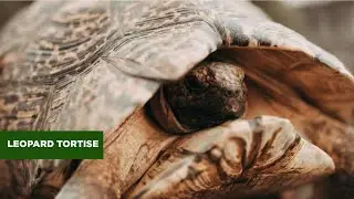 LEOPARD TORTOISE
