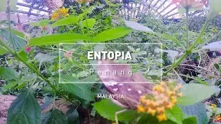 Entopia Butterfly Park - Penang, Malaysia #ExplorePenang