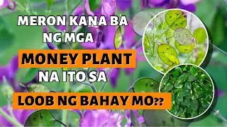 WAG NA WAG KA MAGPAPAWALA NG MGA MONEY PLANT NA ITO SA LOOB NG IYONG BAHAY!