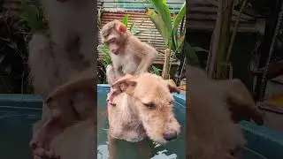 Adorable Moment! Monkey Hugs Sleeping Cat #cutemonkey #monkey #monkeysr #dayshorts #cute #shorts