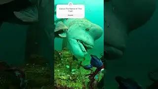 #DivingAdventures 🐟 Experience the Joy of Underwater Feeding! #shorts