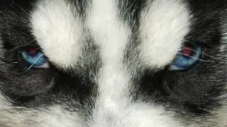 Siberian Sled Dog Puppies