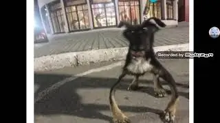 Cursed animals