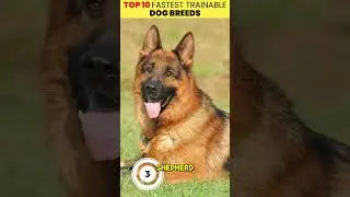 Топ-5 самых дрессируемых пород собак в мире 🧠🐕 (Заключительная часть)