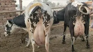 top class frizan jarsi cross cow for sale in pakistan on YouTube 10 03 2022