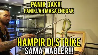HIDDEN INDOEXOTICPETS PETS - LONG TIME NOT SEEN AND SUDDENLY BECOME MONSTERS!!!