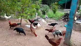 #beautiful #goose #duck #reels #nice#great #happy #nice#wonderful #short #video