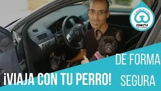 &iquest;C&oacute;mo Viajar con tu Perro en Auto? 🚗 [#bulldogfranc&eacute;s A BORDO]