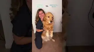 Veterinary Medicine: GP vs. ER