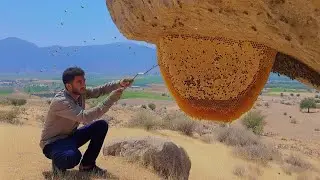 Danger Awaits! Extreme Wild Honey Harvest in the Mountains 🍯 