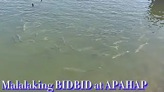 Eps10 Malalaking BIDBID at APAHAP. #fishing  #subscribe #share #follow @bridgehuntervlog6092