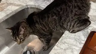 What’s Kitty Cat Ben and Jerry’s favorite food?