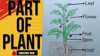 Part of a #plant full name Digaram ✨ #explained digaram ✨function and plant types #youtubevideo