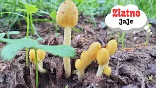 Zlatno Jaje - Bolbitius titubans / vitellinus