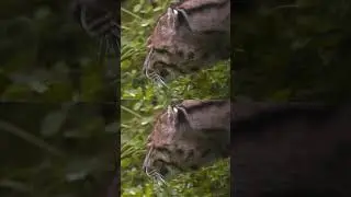 Have you ever seen a fishing cat? #shorts