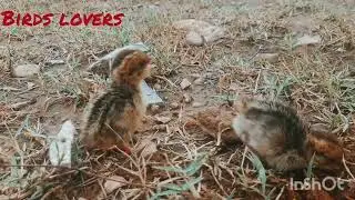 kala teetar k bacchy ki awaz | Black francolin chiks voice | Black partridge chiks #teetarchicks
