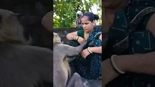 thari Jay Ho Pawan Kumar Jay Shri Ram Jay 🙏🙏👍 Hanuman Jay Bajrangbali #viral #shorts #monkey