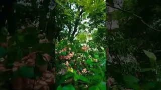 Feel the beauty of nature at DU Campus!❤️🌸#naturelovers #nature #du #dhakauniversity uni #admission