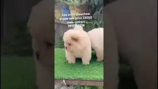 Low price chowchow puppy available in Jalandhar/ cheapest dog market in Punjab/ #ytshorts #share