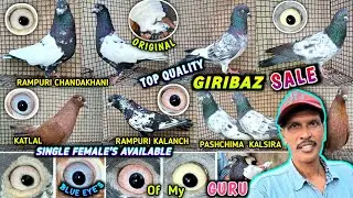 Rampuri Kalaanch/Kalpetiya/Katlal Giribaz Pigeon Sale  of Prasanta Ghosh  
