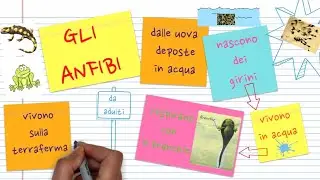 Gli anfibi