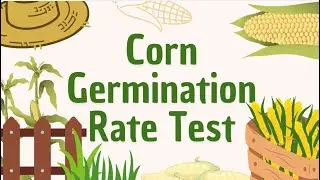Corn Germination Rate Test | Using Saved Seeds for the 2026 Growing Season