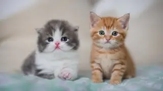 Cute kitten 💕 