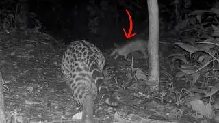 Rare Ocelot Hunt Caught on Trail Cam &ndash; Elusive Predator Action in Costa Rica