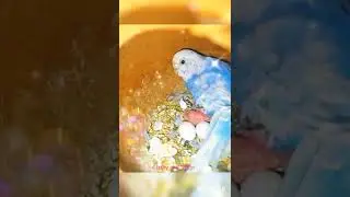𝑭𝒊𝒓𝒔𝒕 𝒃𝒓𝒆𝒆𝒅 𝒐𝒇 𝒎𝒚 𝒔𝒆𝒕𝒖𝒑 ✨✨#breedingbirds #birds #bird #lovebird #birding #wildlife #budgie #parrotss