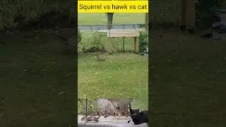 Squirrel Vs hawk Vs Cat