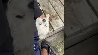 💕🥹Must See #dogs #dogcommunity #adorable #viralvideo  #shortvideo #dogshorts #doglife #trend