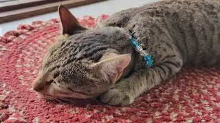 Cute meow 😻 | new cat video | cute cat video #cat #trending #catlovers #catvideos #cutecat #viral 